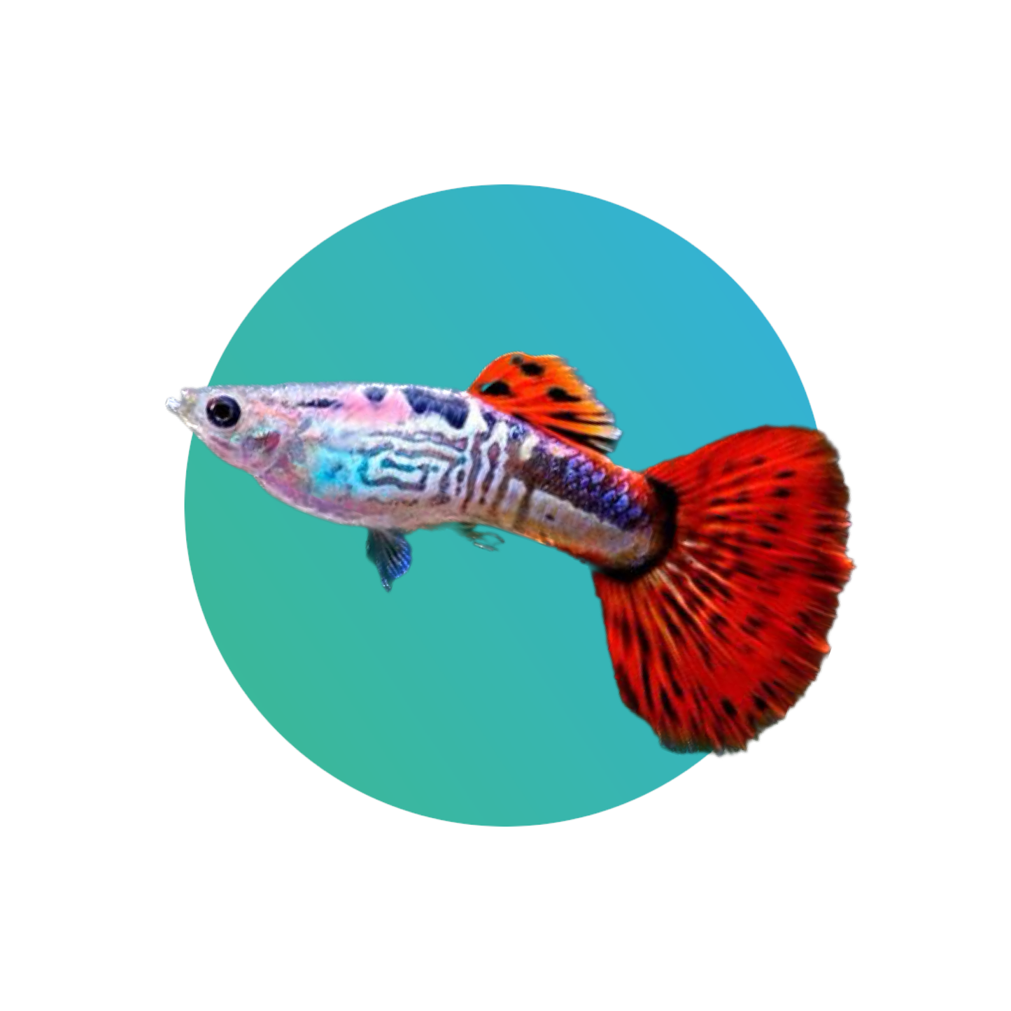 Guppy Snakeskin Body Red Mosaic Tail - PAIR