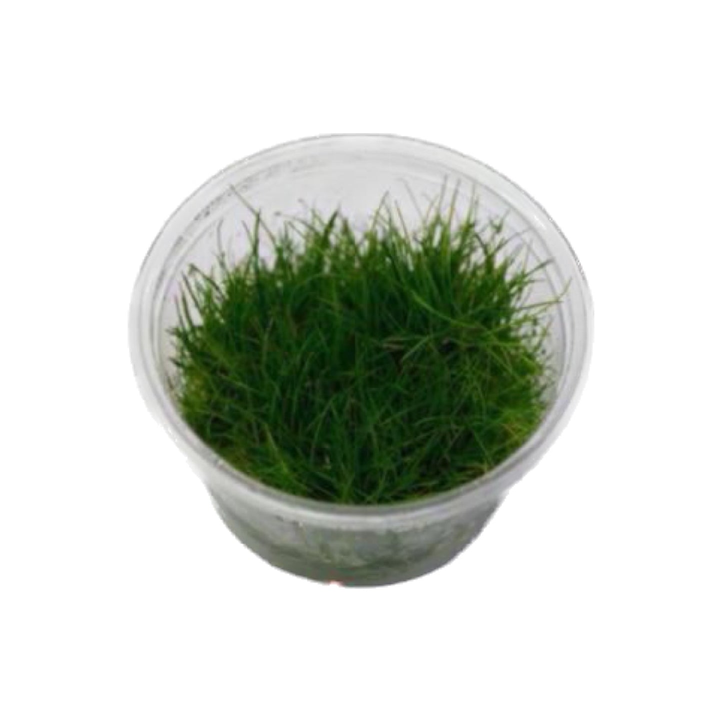 AG | Eleocharis parvula - Cup