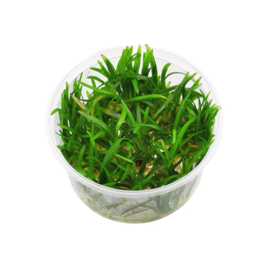 AG | Sagittaria subulata - Cup