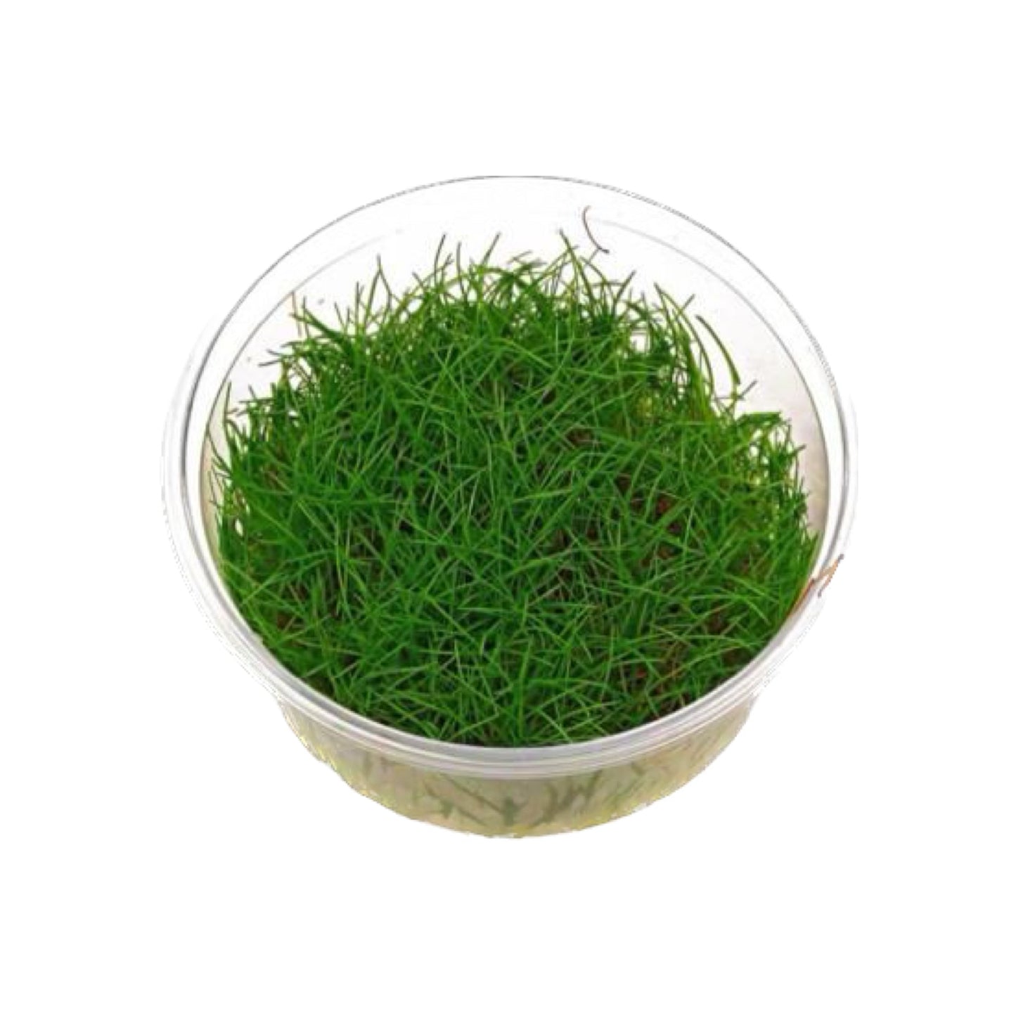 AG | Eleocharis acicularis - Cup