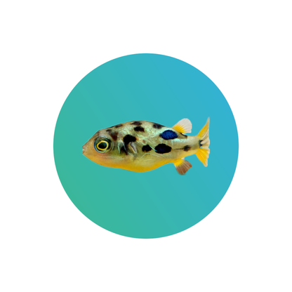 Dwarf pufferfish