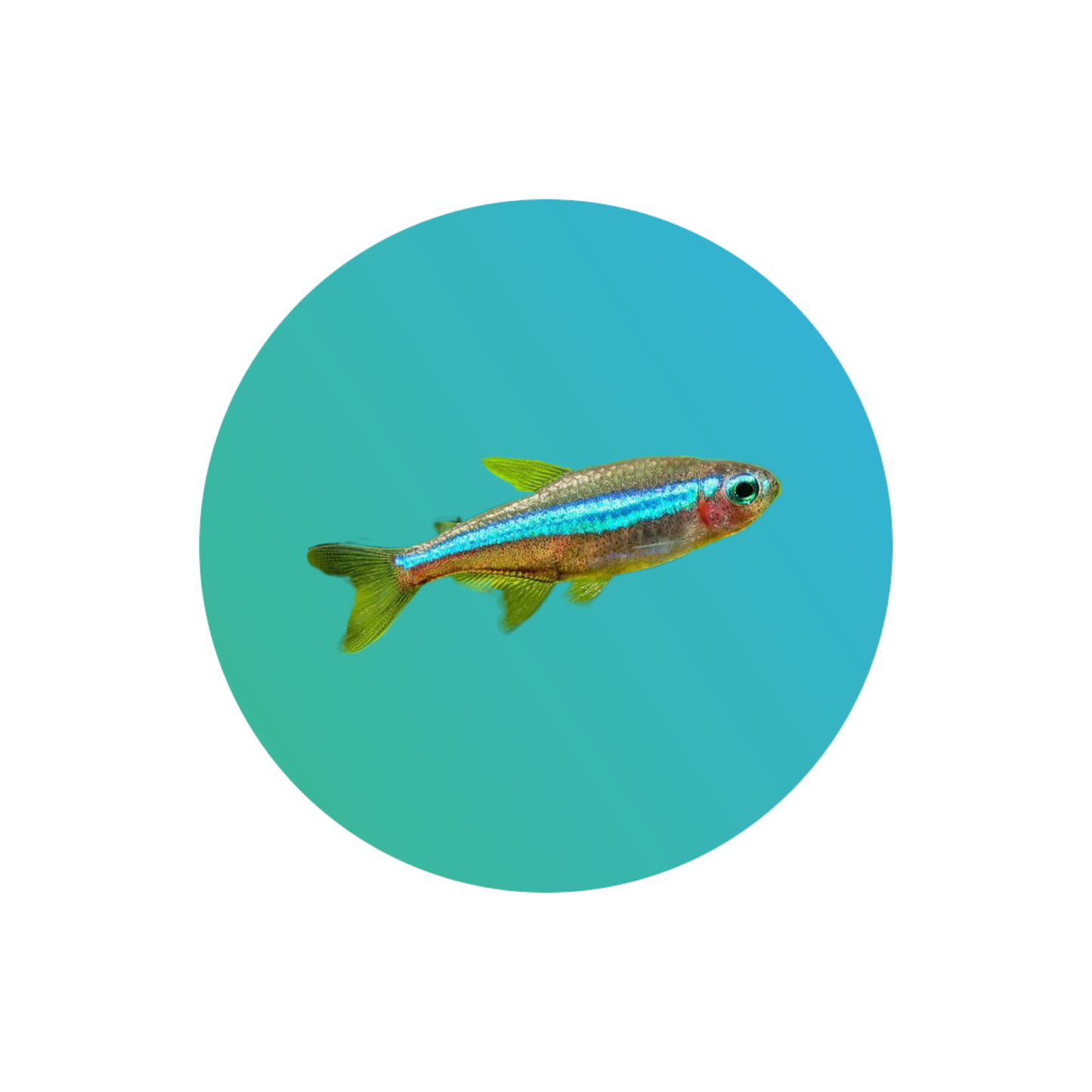 Green neon tetra