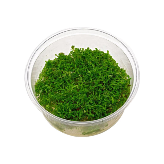 AG | Rotala rotundifolia ‘Green’ - Cup