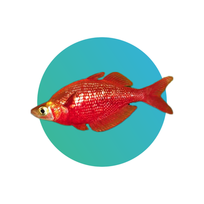 Red rainbowfish