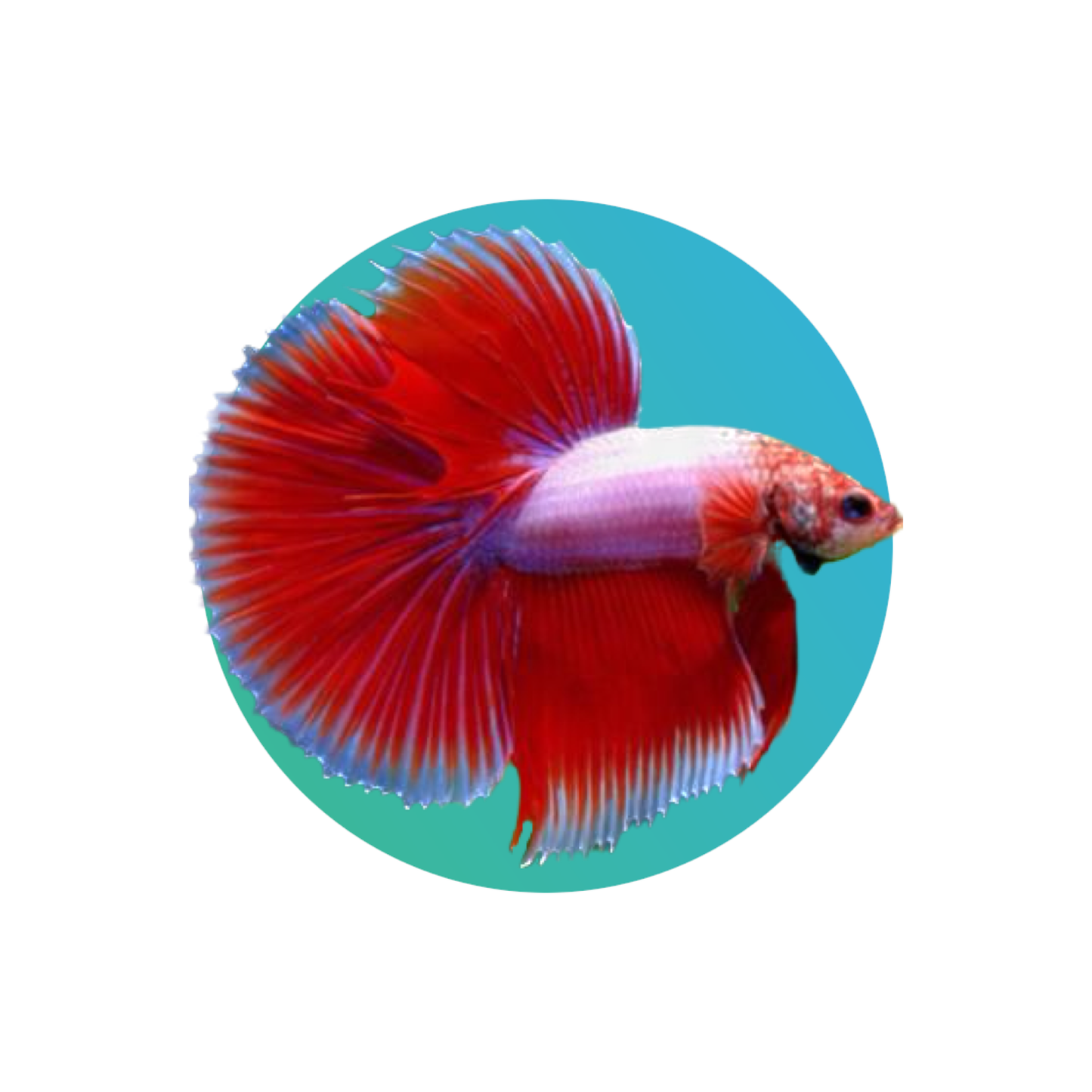 Full moon betta male (fighter fish)