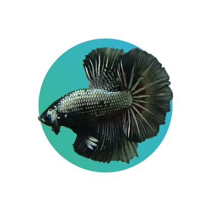 Halfmoon betta male (fighter fish)