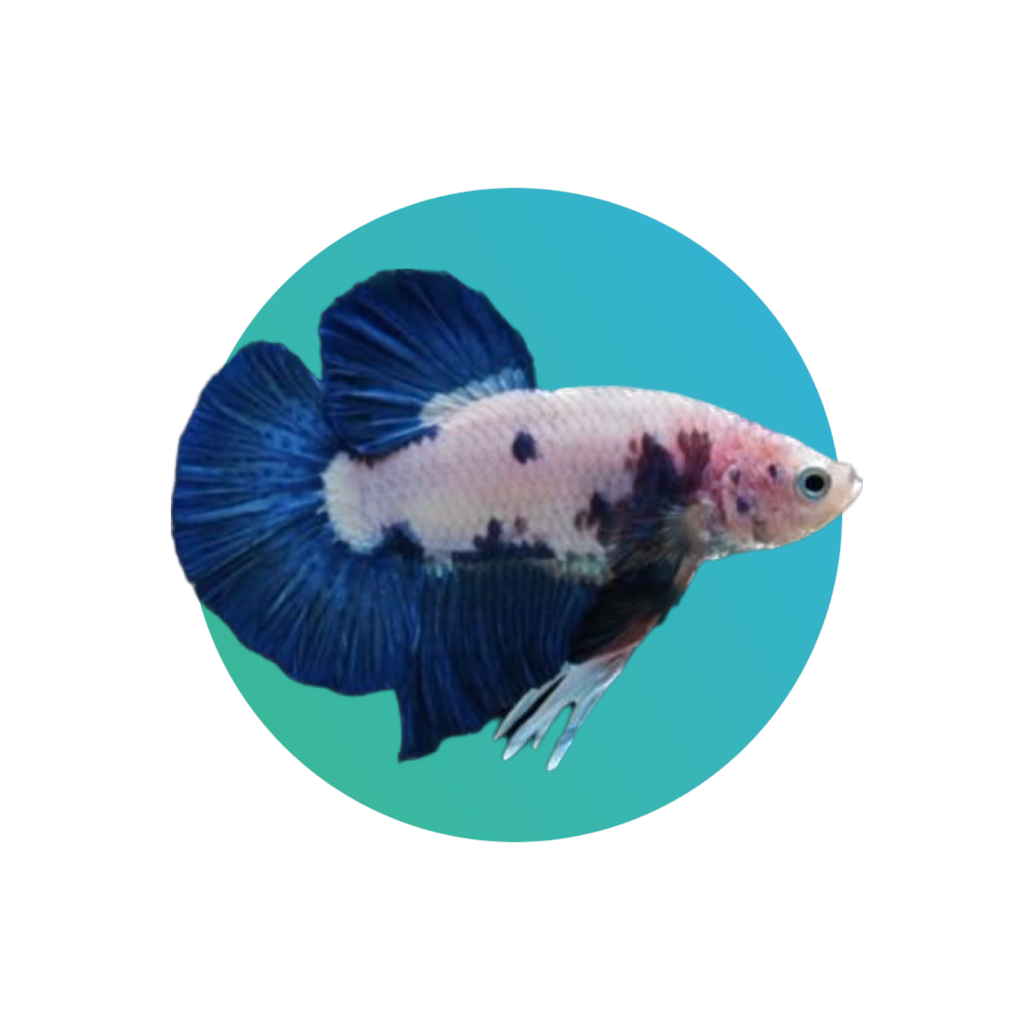 Round tail (Plakat) betta male (fighter fish)