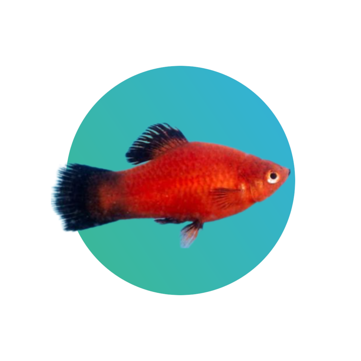 Red wagtail platy