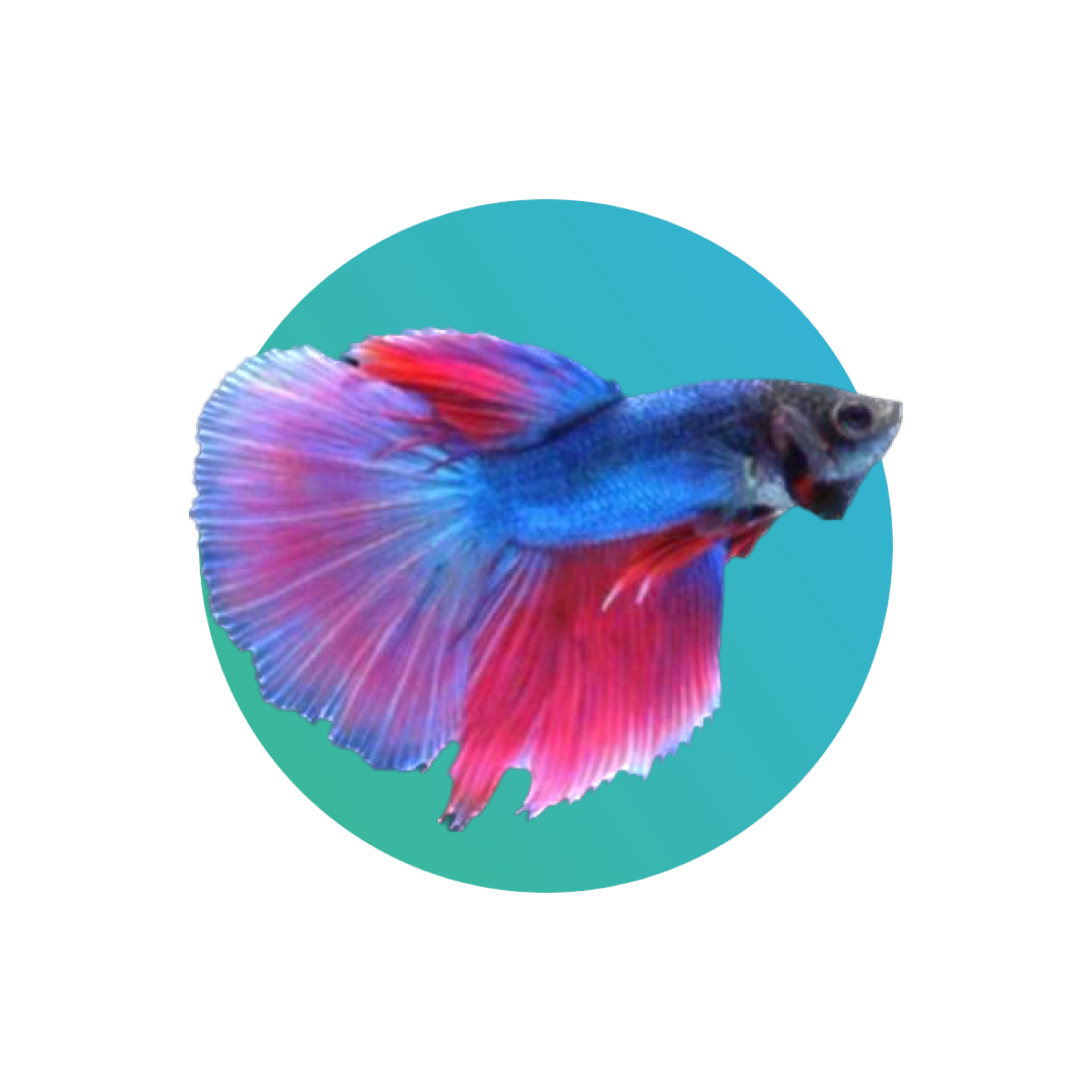 Super delta best sale betta fish