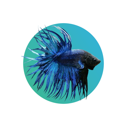 Crown tail betta - Assorted color