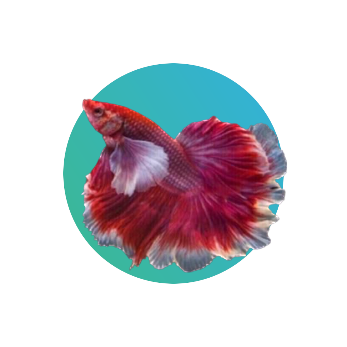 Halfmoon dumbo ear betta male - assorted colors (fighter fish)