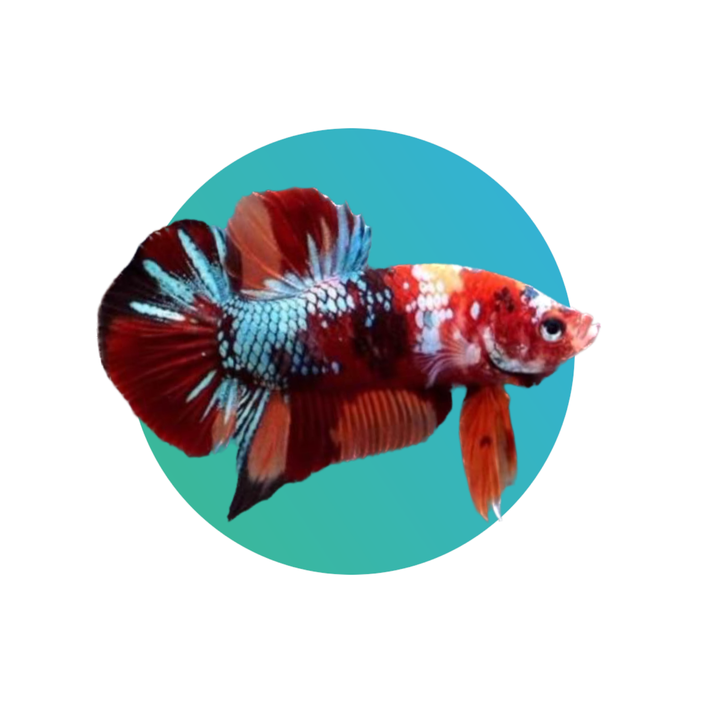Round tail (Plakat) betta male (fighter fish)