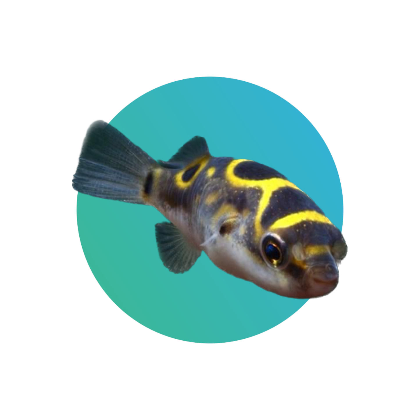 Figure 8 pufferfish