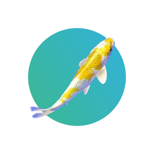 Yellow-white koi