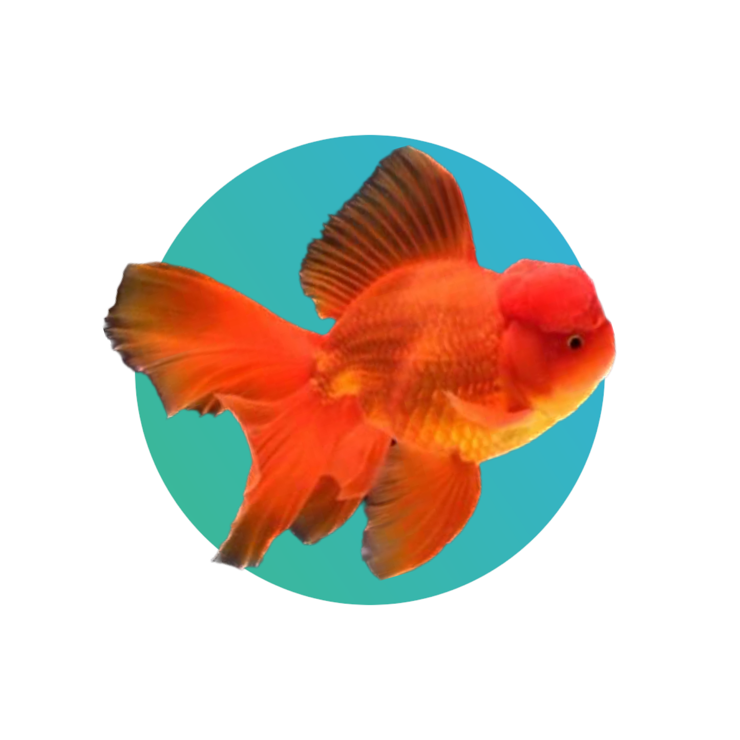 Red oranda goldfish