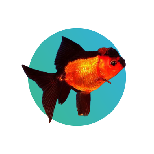Red-black oranda goldfish