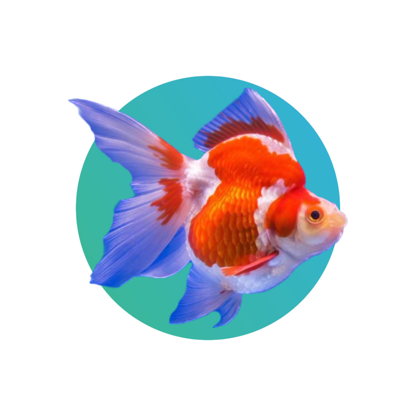 Red-white ryukin goldfish