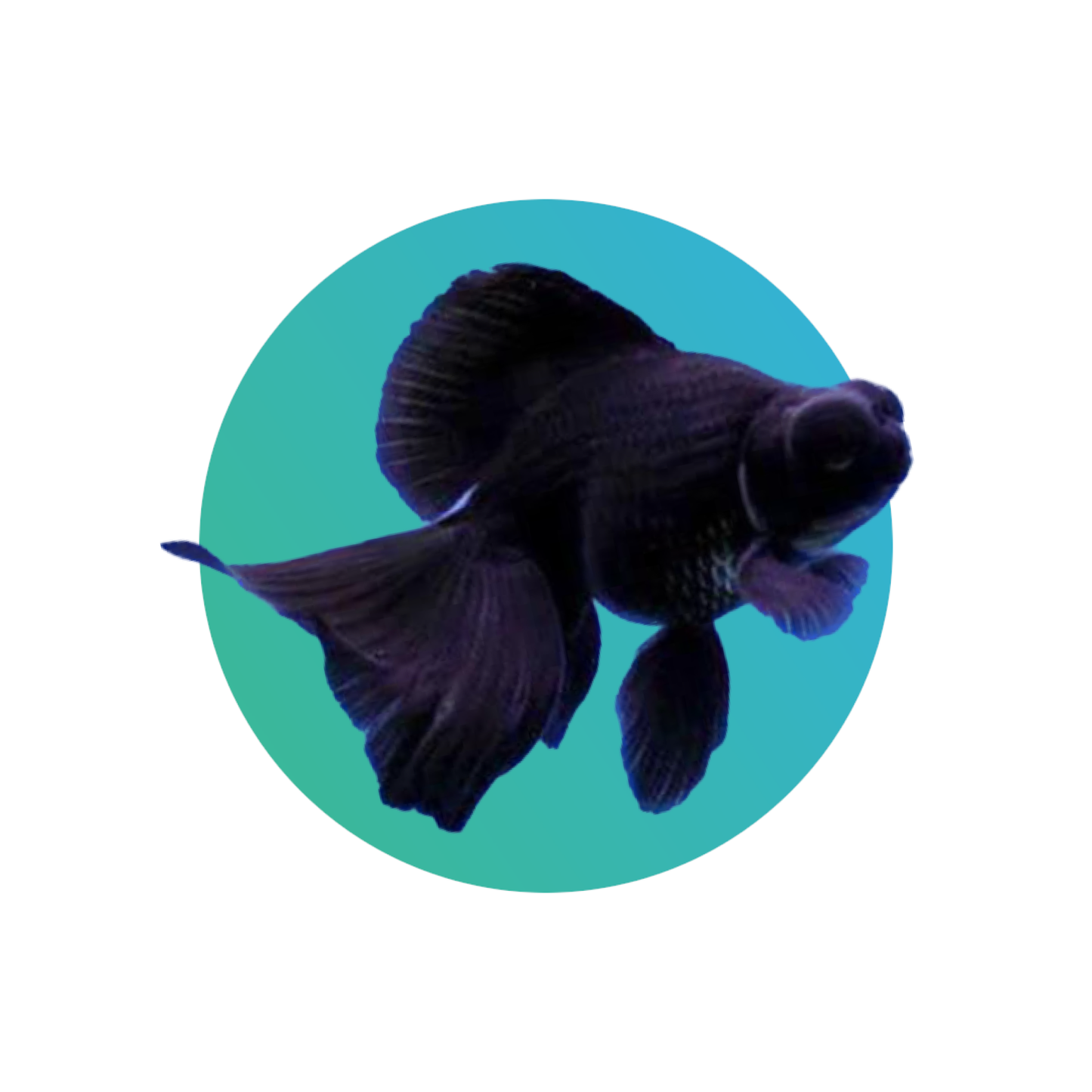 Black moore goldfish