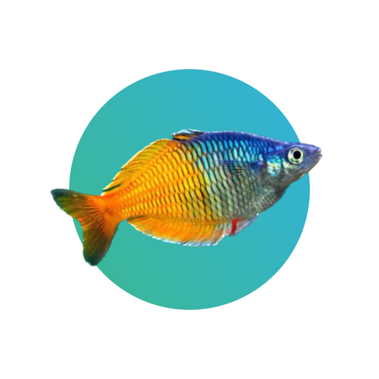 Boesmani rainbowfish