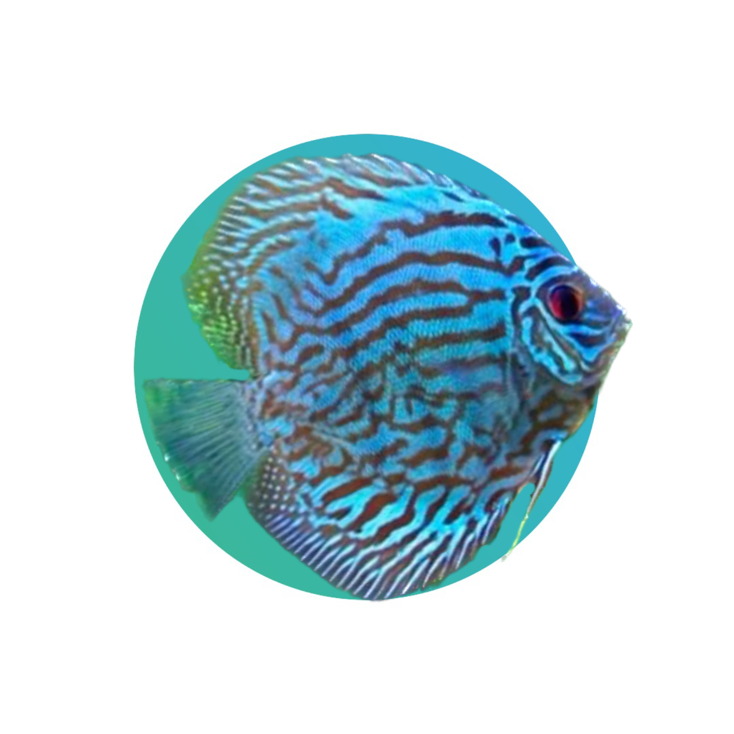 Discus