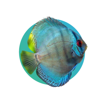 Discus