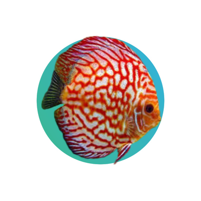 Discus