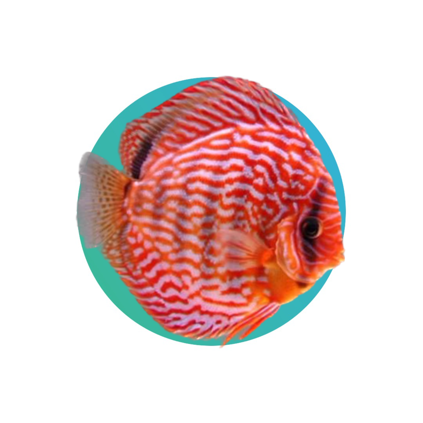 Discus