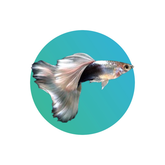 Guppy bi-color - PAIR