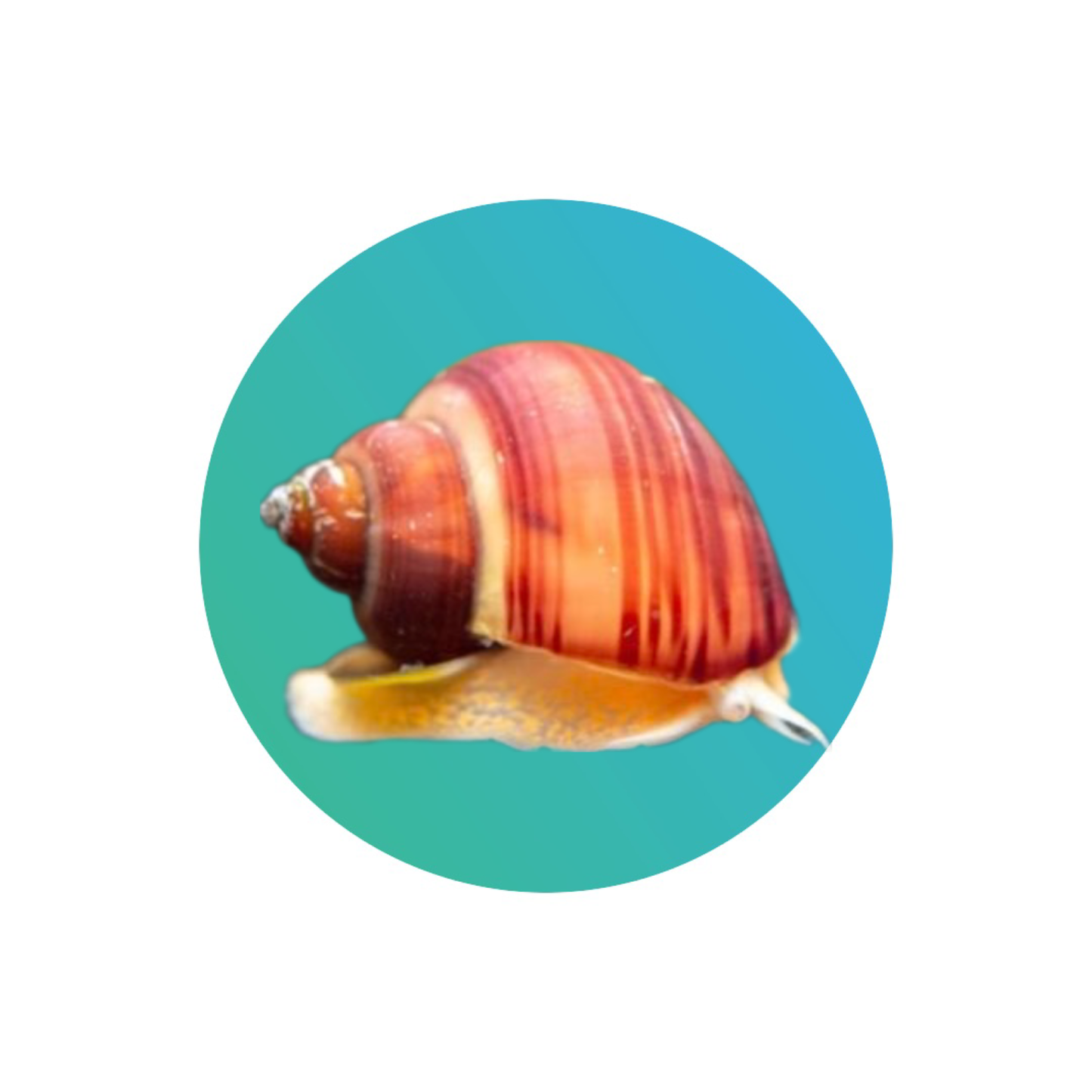 Apple snail