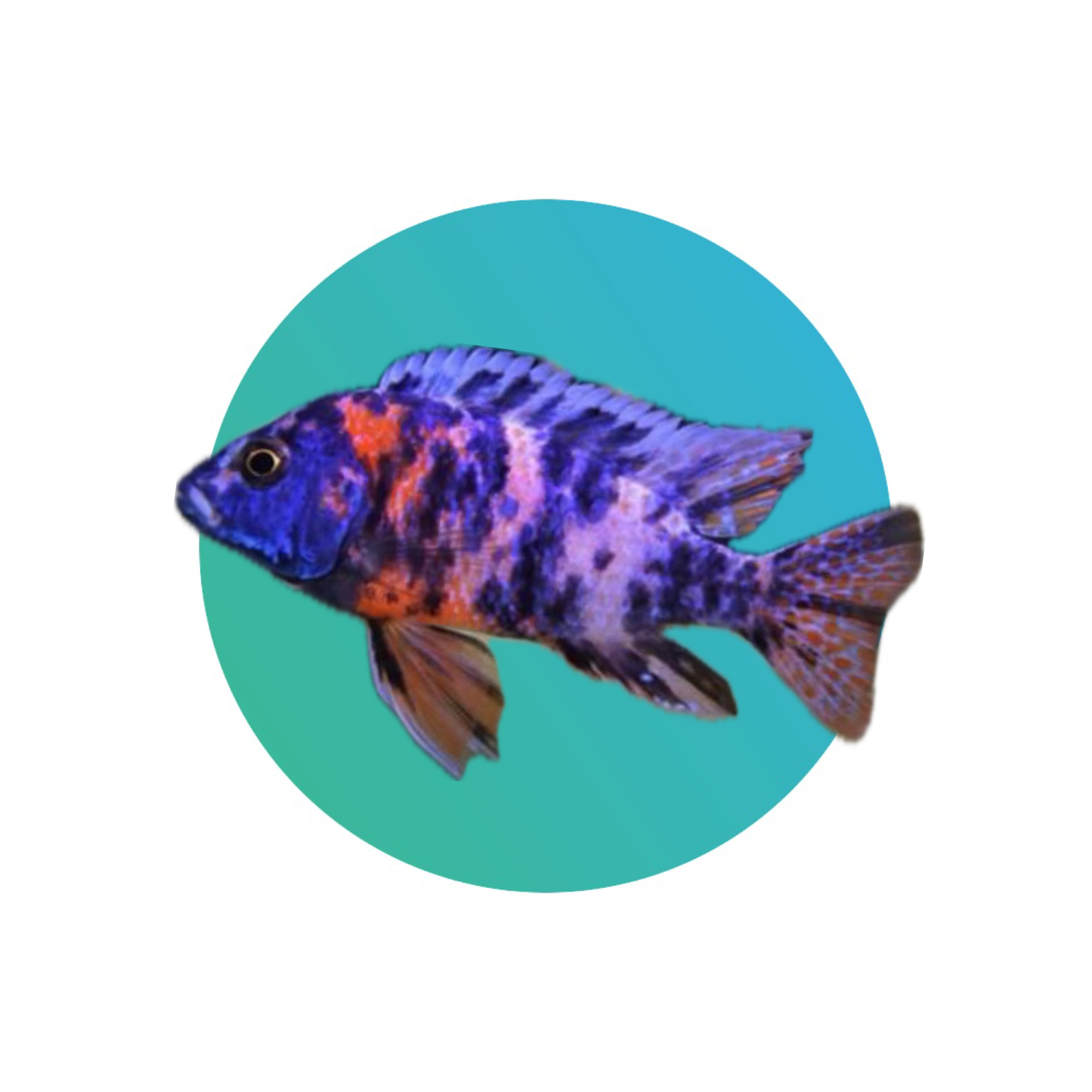 OB Peacock Cichlid