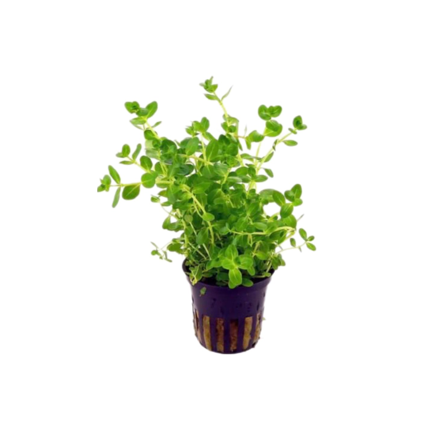 AG | Rotala indica ‘Green’ - Pot