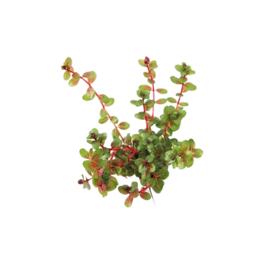 AG | Rotala indica ‘Red’ - Pot