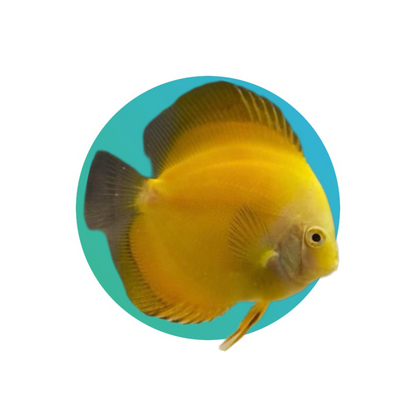 Discus