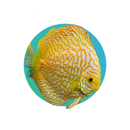 Discus