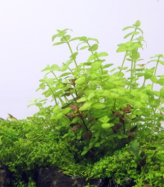 Dennerle Plants | Bacopa australis - Pot