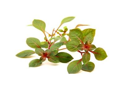 Dennerle Plants | Ludwigia palustris ‘Super Red’ - Pot