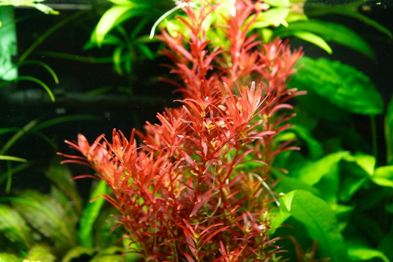 AG | Rotala rotundifolia ‘Blood Red' - Pot