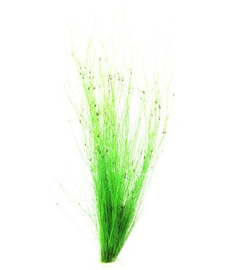 Dennerle Plants | Eleocharis vivipara - Pot