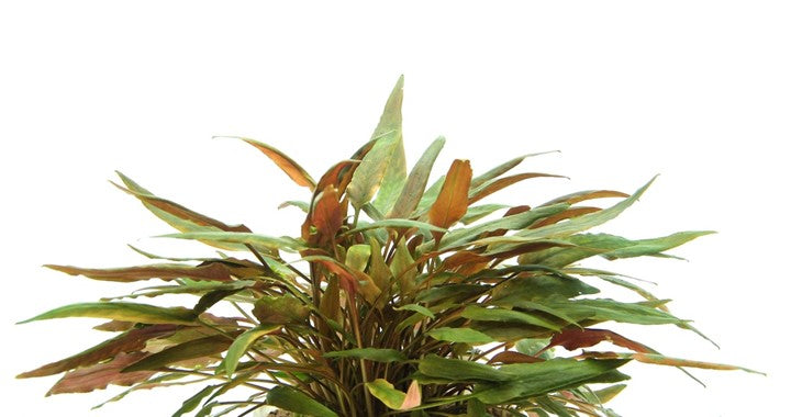 Dennerle Plants | 
Cryptocoryne beckettii - Pot