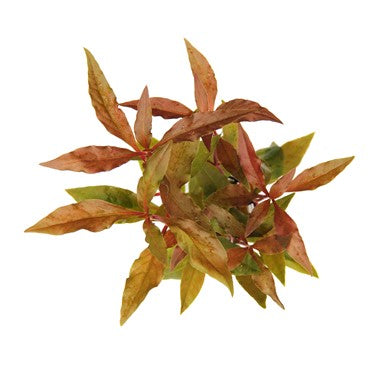 Dennerle Plants | Alternanthera reineckii 'Red' - Pot