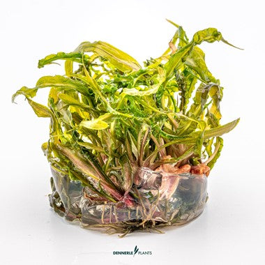 Dennerle Plants | Cryptocoryne Crispatula - Cup