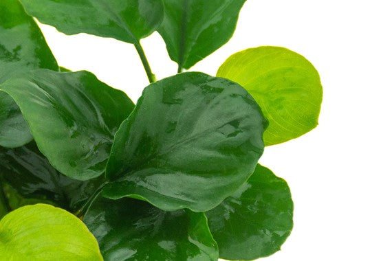 Dennerle Plants | Anubias barteri 'Coin leaf' - Pot