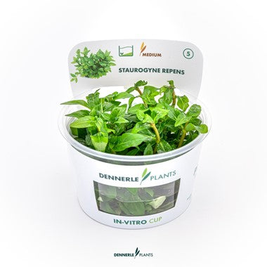 Dennerle Plants | Staurogyne repens - Cup