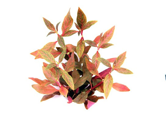 Dennerle Plants | Alternanthera reineckii ‘Red ruby‘ - Pot