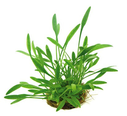 Dennerle Plants | Cryptocoryne parva - Pot