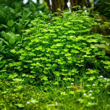 Dennerle Plants | Hydrocotyle tripartita ' Mini' - Cup