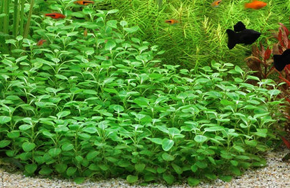 Dennerle Plants | Lobelia cardinalis 'Mini' - Pot