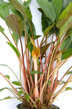 Dennerle Plants | 
Cryptocoryne beckettii - Pot