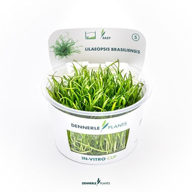 Dennerle Plants | Lilaeopsis brasiliensis - Cup