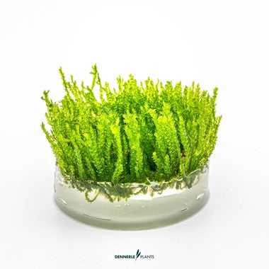 Dennerle Plants | 
Vesicularia ferriei 'Weeping Moss' - Cup